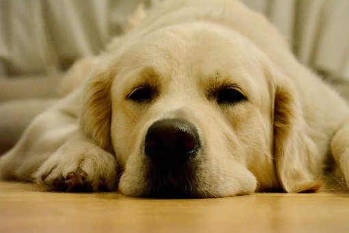 Free Dog Golden Retriever photo and picture