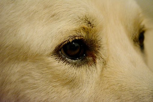 Free Domestic Animal Cute photo and picture