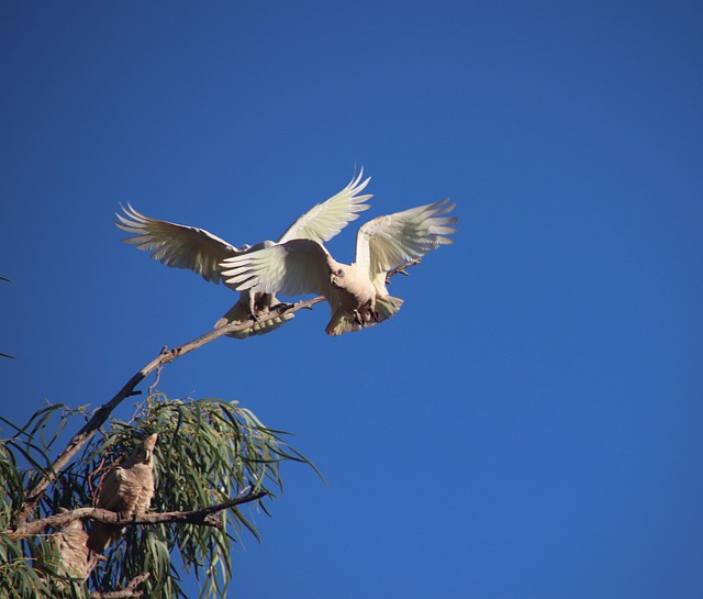 Natur, Kakadu, Vogel, Australien