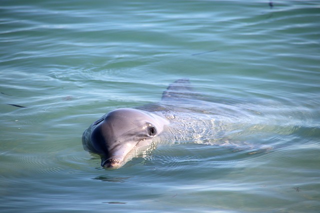 Delfin, Australien, Natur, Tier, Küste
