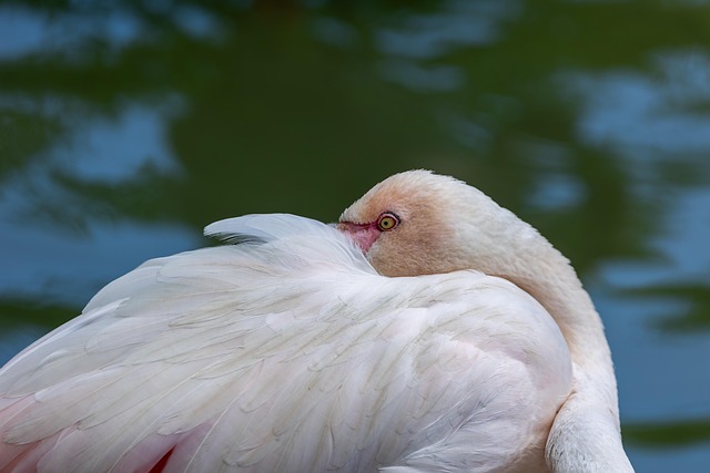 Free Bird Nature photo and picture