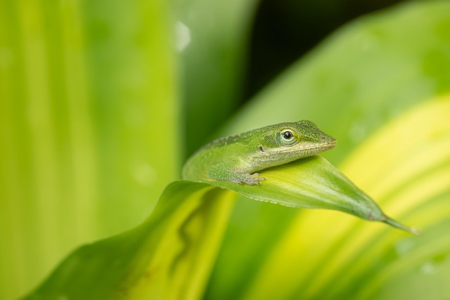 Lizard Anole Reptile - Free photo on Pixabay - Pixabay