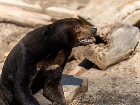 Free Animal Bear photo and picture