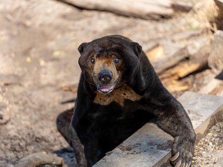 Free Animal Bear photo and picture