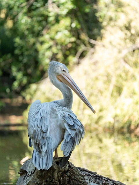 Free Animal Zoo photo and picture