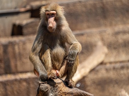 Free Animal Monkey photo and picture