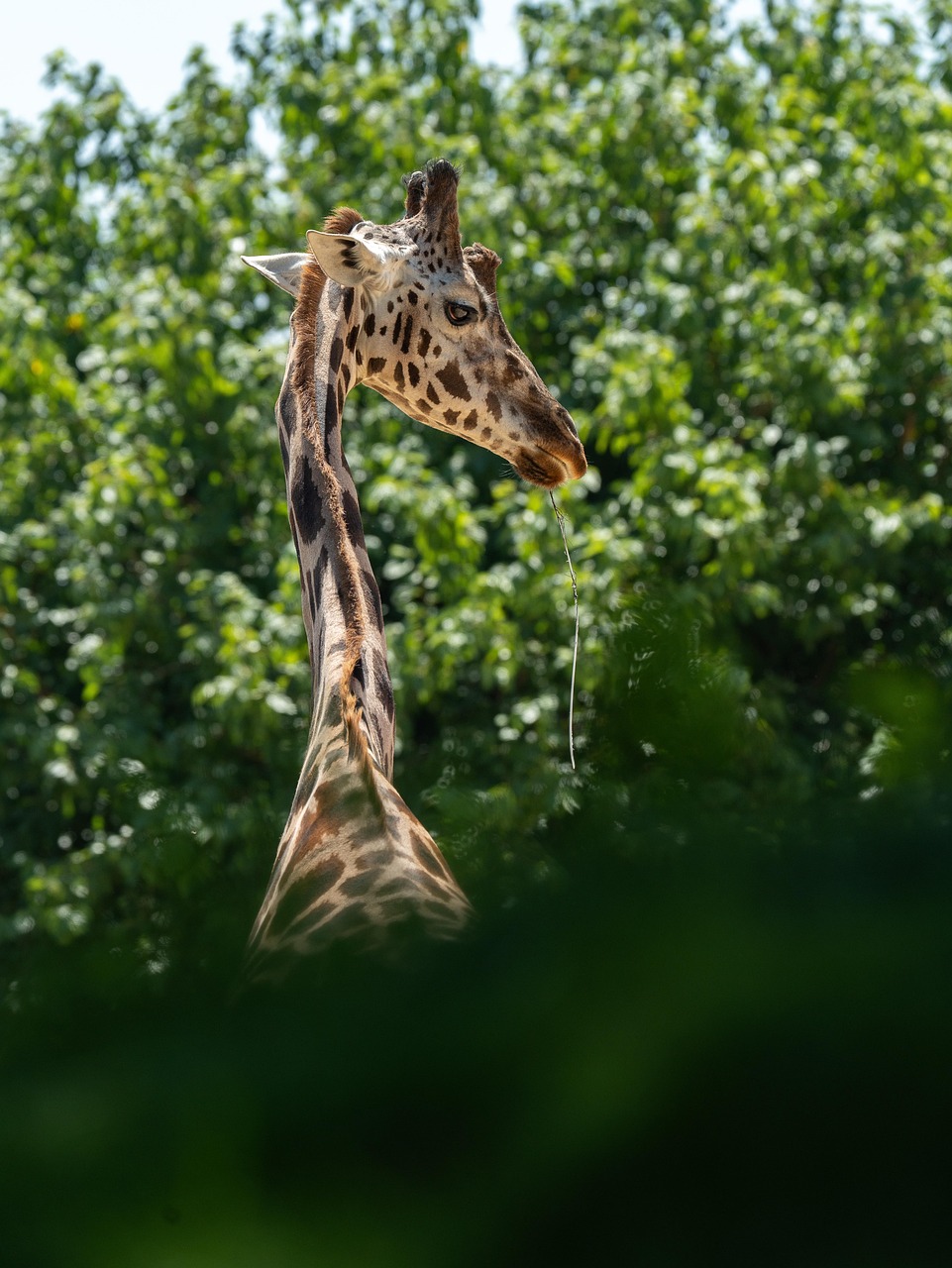 Zwierz Ogr d Zoologiczny yrafa Darmowe Zdj cie Na Pixabay Pixabay zwierz-ogr-d-zoologiczny-yrafa-darmowe-zdj-cie-na-pixabay-pixabay