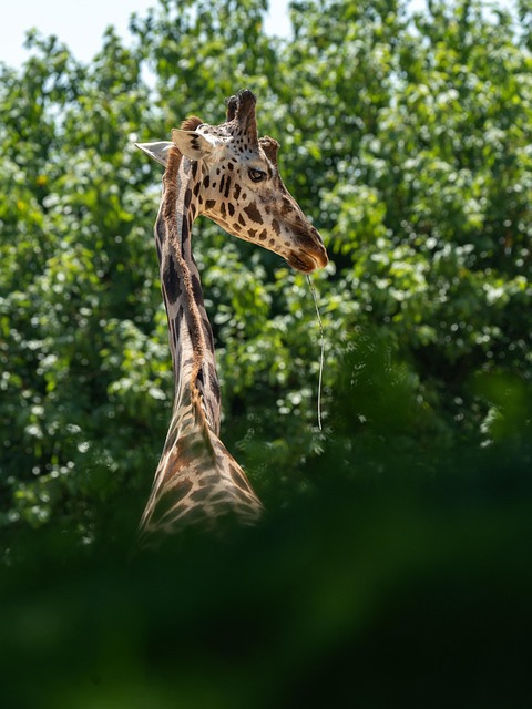 Free Animal Zoo photo and picture
