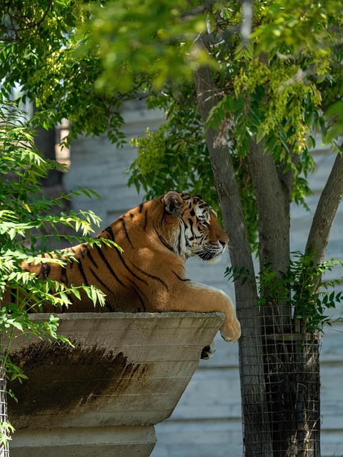 Free Animal Zoo photo and picture