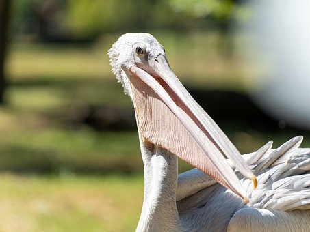 Free Bird Pelican photo and picture