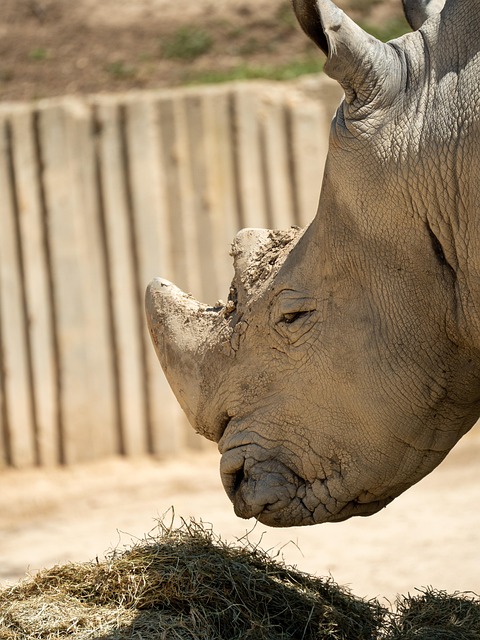 Free Rhinoceros Rhino photo and picture