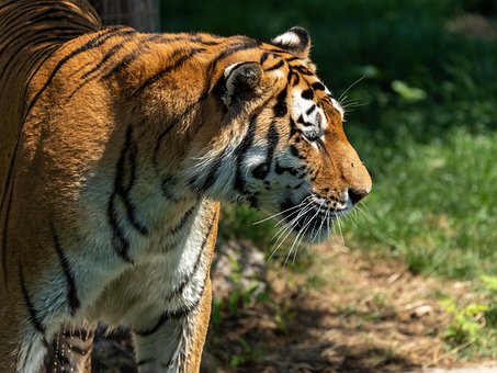 Free Siberian Tiger Tiger photo and picture