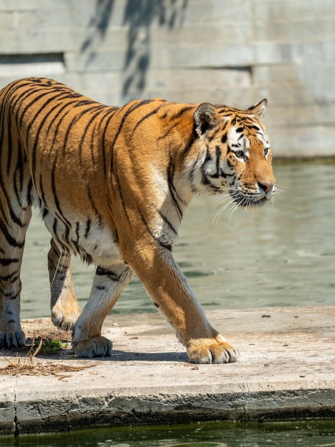 Free Tiger Cat photo and picture