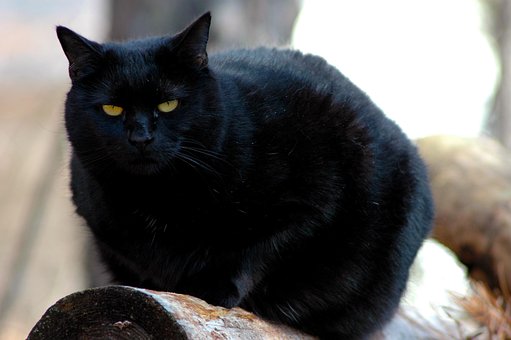 Free Black Cat Cat photo and picture