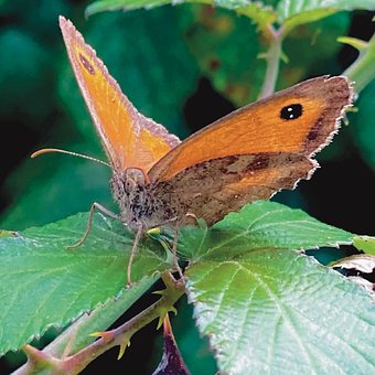 Free Butterfly Nature photo and picture