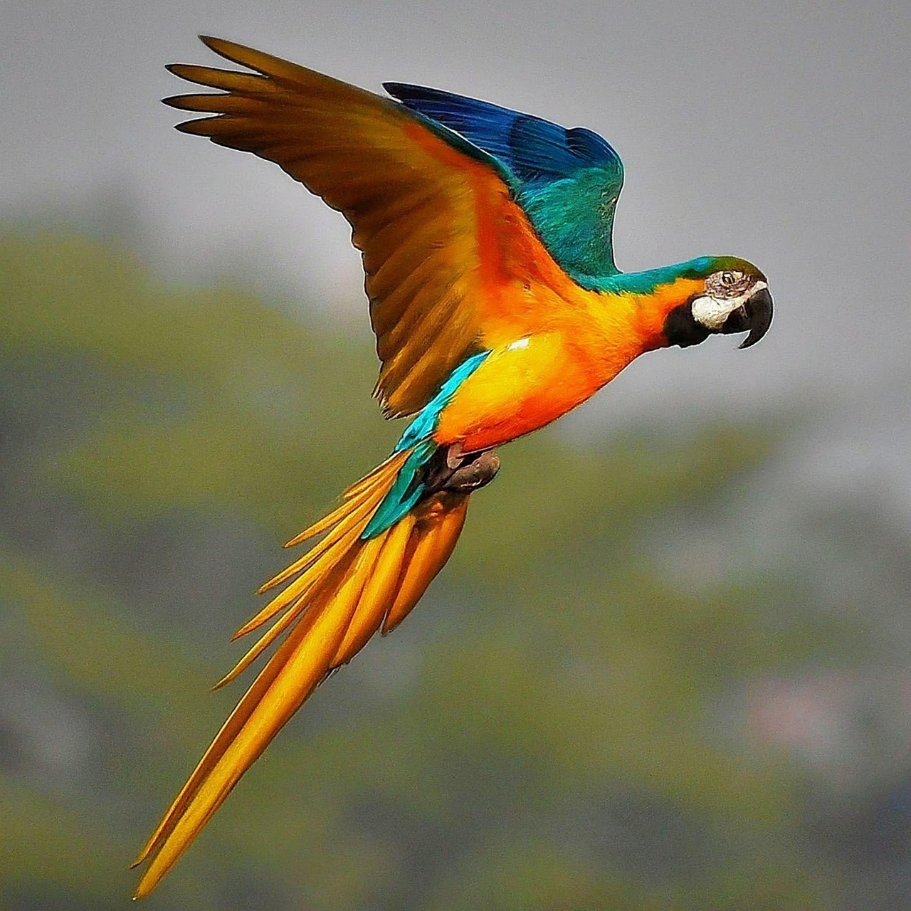 Pássaro Natureza Animal Animais - Imagens grátis no Pixabay