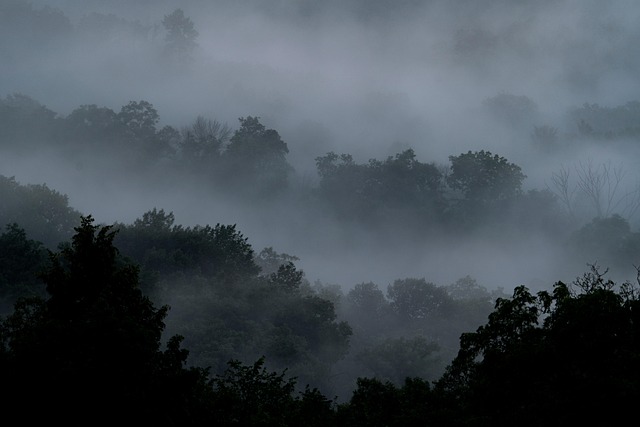 Free Fog Landscape photo and picture