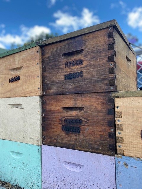Free Bee Insect photo and picture