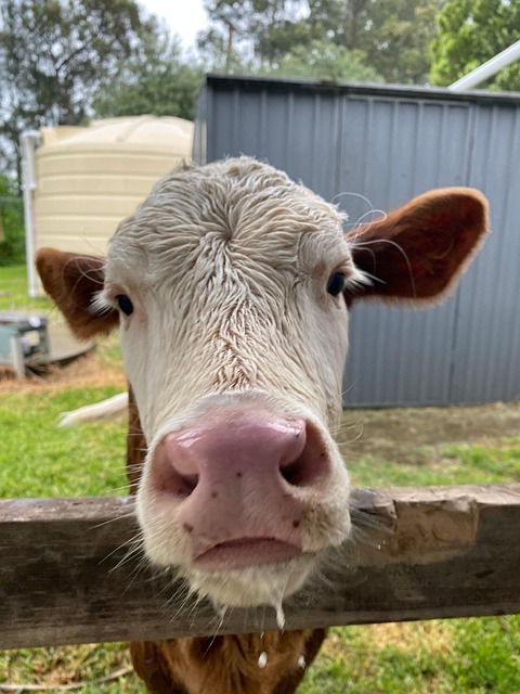 Free Calf Cow photo and picture