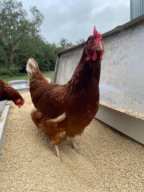 Free Chicken Feed photo and picture