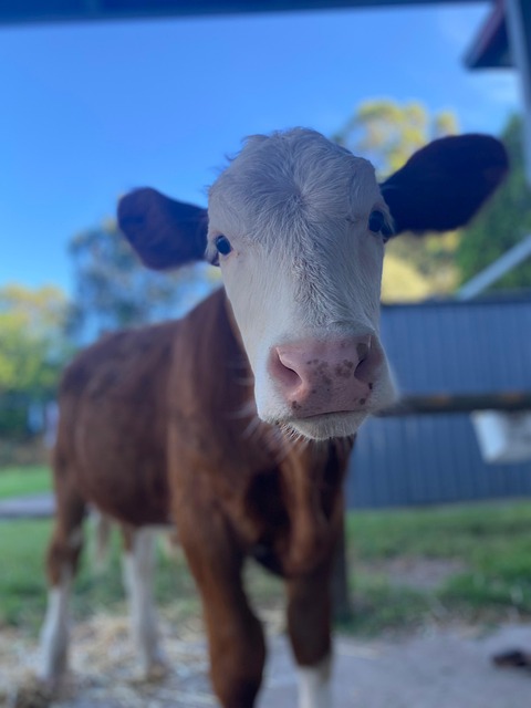 Free Cow Cattle photo and picture