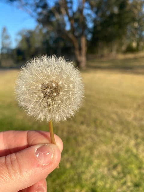 Free Dandelion Wish photo and picture
