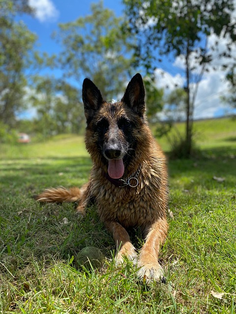 Free Dog Backyard photo and picture