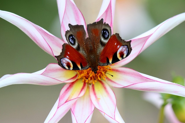 Download free HD stock image of Butterfly Peacock Butterfly Free Butterfly Peacock Butterfly photo and picture