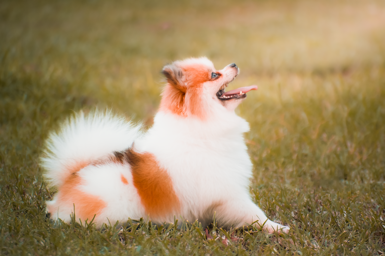 犬 動物 ペット - Pixabayの無料写真