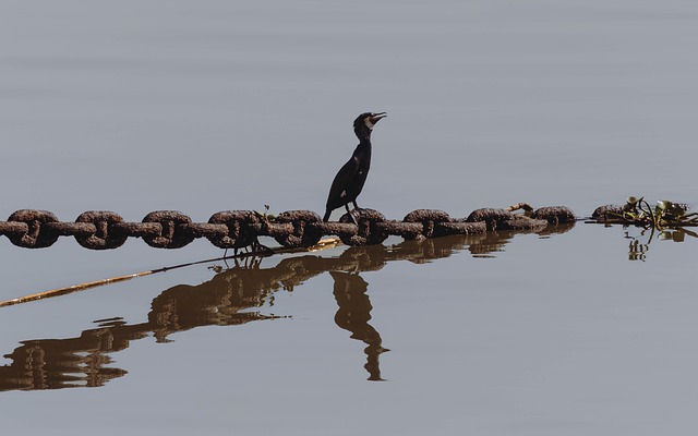 Vogel, Natuur, Dier, Dieren In Het Wild