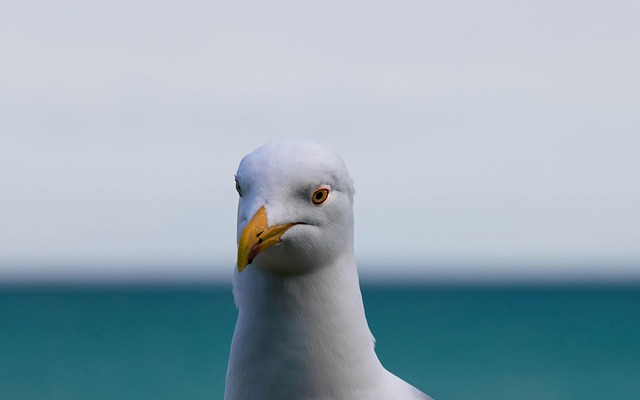 Zeemeeuw, Vogel, Natuur, Meeuw, Dier