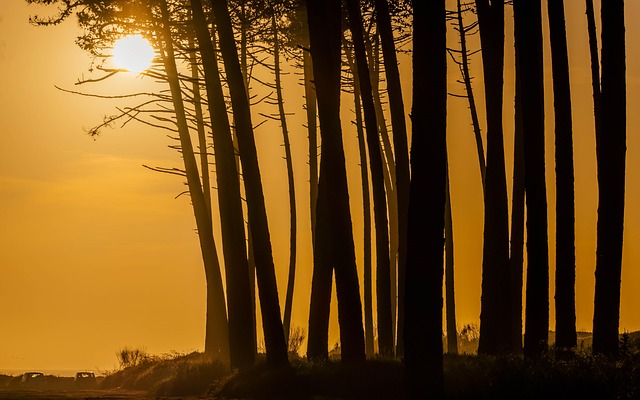 Zonsondergang, Natuur, Magisch, Woud
