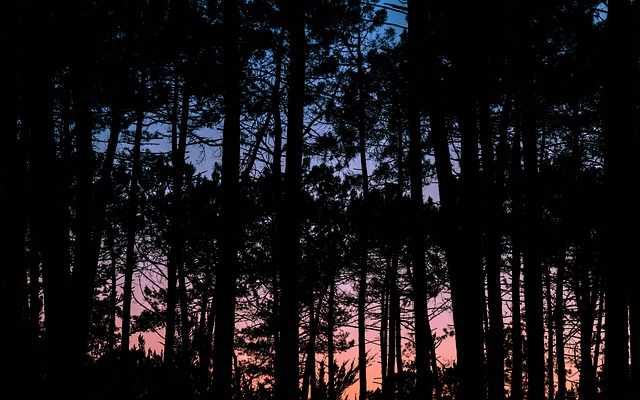 Zonsondergang, Natuur, Magisch, Woud