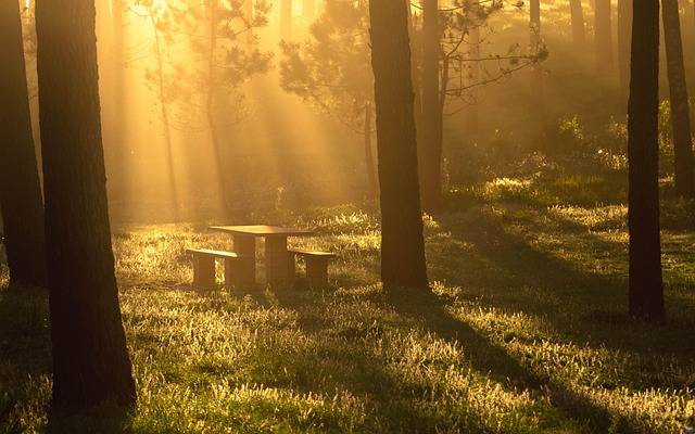 Zonsondergang, Natuur, Magisch, Woud