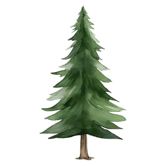 Free Conifer Fir vector and picture