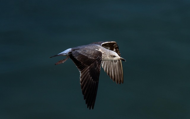 Zeemeeuw, Vogel, Dier, Veren, Gevederte
