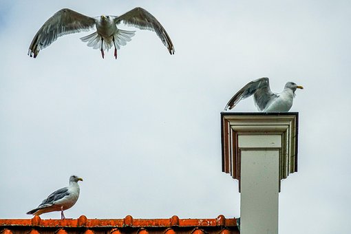 Holland, Niederlande, Natur, Dach, Vögel