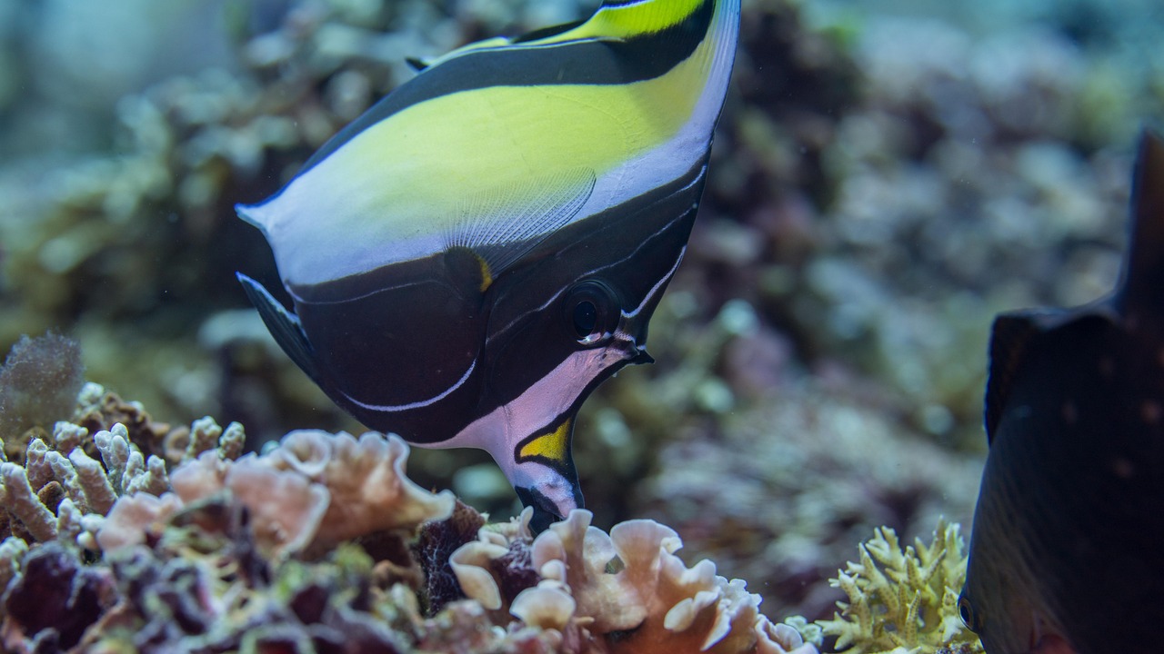 Simple Fish Nature Fish Nature Animal - Free photo on Pixabay