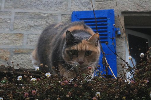 Free Cat Hunt photo and picture