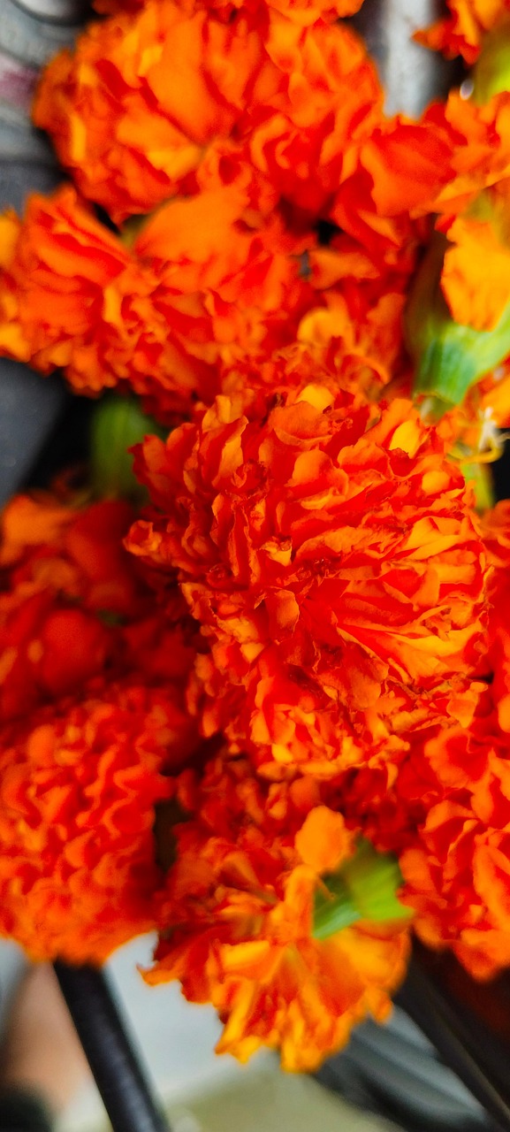Amarillo Flor Rosado Foto gratis en Pixabay Pixabay