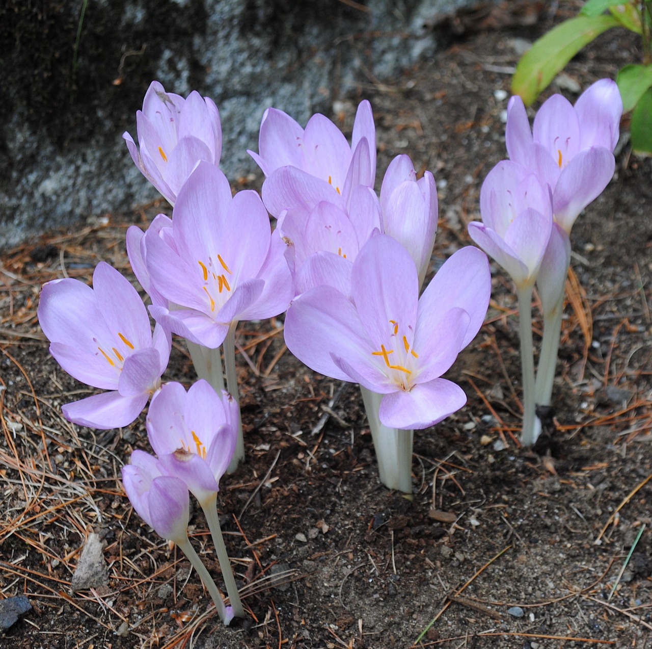 Fall Crocus Perennial - Free photo on Pixabay - Pixabay