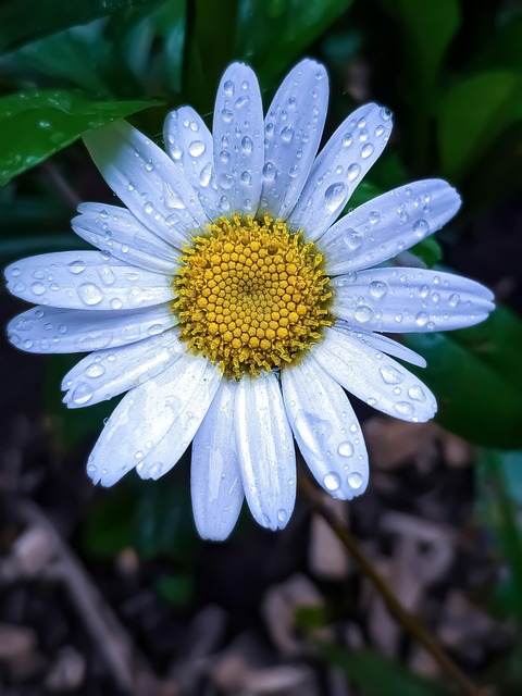 Flor, Planta, Natureza, Pétala