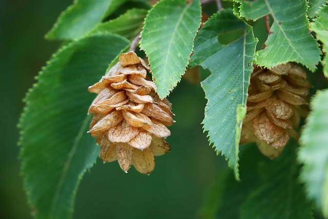 Free Eastern Hop Hornbeam Hop Hornbeam photo and picture