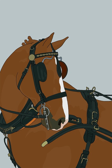 Free Horse Equine photo and picture