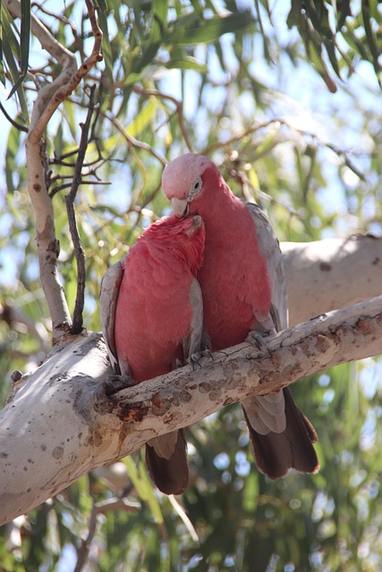 Kakadu, Natur, Vogel, Papagei, Tierwelt
