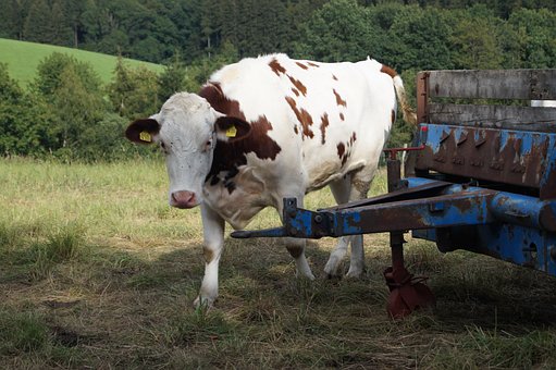 Vacă, Păşune, Animal, Agricultură