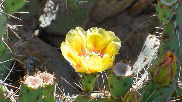 Free Cactus Flower Opuntie photo and picture