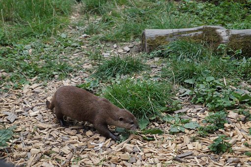 Vidra, Animal, Mamifer, Recuperaţi Vidra