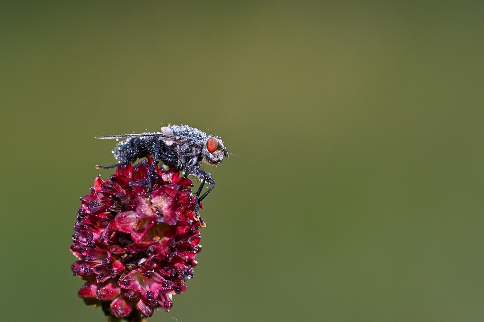 Flowery Flying Fliege Dewdrops Flower Close - Free photo on Pixabay