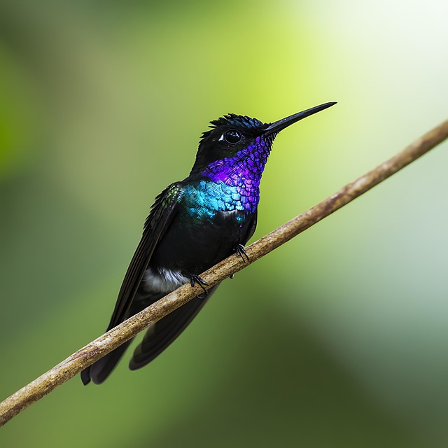 Free ai generated kingfisher bird illustration